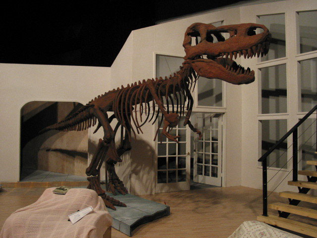 Tyrannosaurus Rex Skeleton